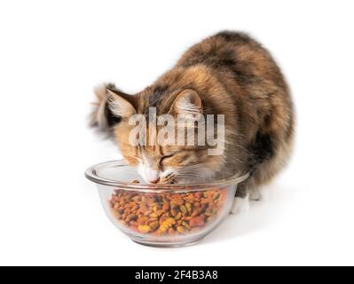 Cat eating kibbles from a bowl. Cute kitty nibbling on large amount of dry pet food in glass dish. Concept for overfeeding or overeating cats and dogs. Stock Photo