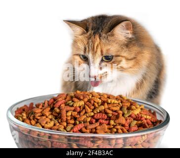 eating kitty