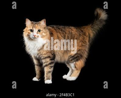 Cat standing sideways with tail curled upwards. Cute fluffy female torbie kitty with beautiful asymmetric face markings, is looking at the camera. Stock Photo