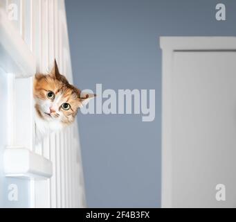 Cat look around the corner Stock Photo - Alamy