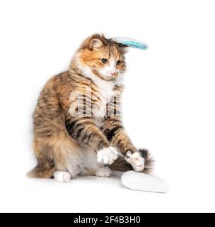 Cat attacking, fighting or playing with Easter rabat ears. One bunny ear is fixed on the cat heat, the other just fell out of the paws. Easter holiday Stock Photo