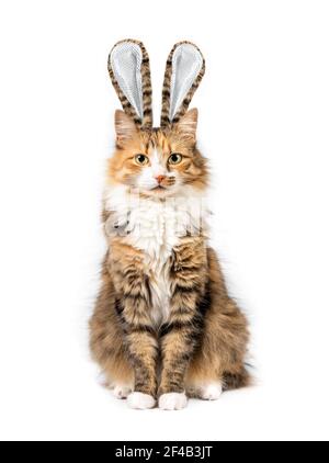 Cat dressed up as Easter bunny. Funny Easter holiday themed cat portrait. A fluffy kitty with matching fur rabbit ears is sitting and looks at the cam Stock Photo