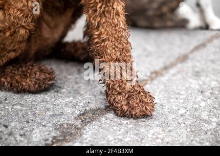 Dirty dog paws after running in the forest or wet ground. Wet and muddy Labradoodle dog front legs. Dog needs a dry rub with towel, cleaning or a bath Stock Photo
