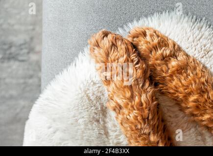 Labradoodle dog paws, top view.  Close up of red curly and fluffy front paws resting on gray sofa with white fur blanket. Pet themed backdrop texture.