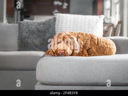 Adult labradoodle dog lying sideways on sofa in sunlight. Cute red female dog is sleeping in modern living room. Defocused pillows and kitchen backgro Stock Photo