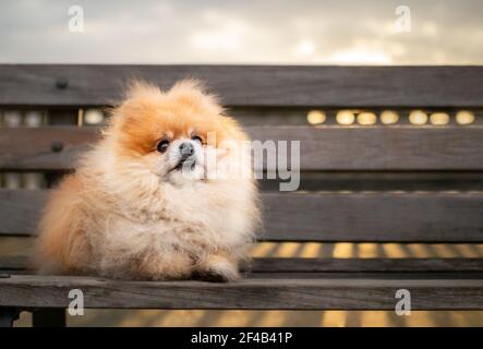 Pomeranian dog posing on park bench at sunrise. Full body portrait of very fluffy orange toy dog sitting in front of defocused and bokeh background wi Stock Photo