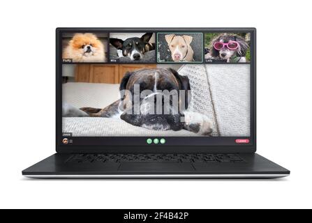 Laptop screen with dogs talking to dog friends in group videocall. Group of pets having an online meeting in video call. Concept for virtual business Stock Photo