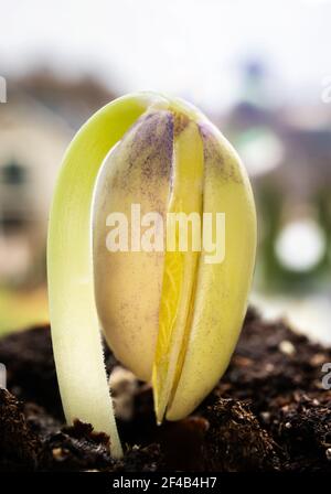 Single bean seedling just germinated, close up. Yellow green Dragon Tongue bean plant 8 days since planting. Concept for new beginning or gardening Stock Photo