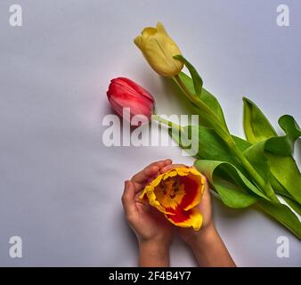 red-yellow tulips lie on a white background Stock Photo