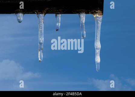 Icicles on a bright sunny with subfreezing temperature.  Multiple elongated frozen ice formations hanging of a ledge. Blue Sky with clouds. Ice backdr Stock Photo