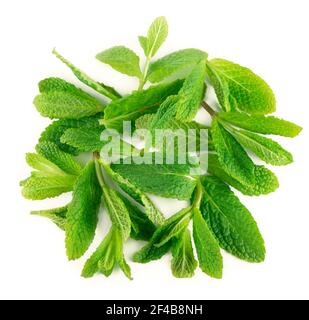 Fresh mint leaves on the white background. Stock Photo