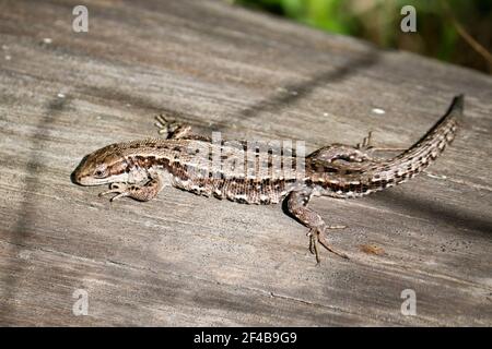 The viviparous lizard, or common lizard, (Zootoca vivipara) sits on an old dry log and bask in the sun. Stock Photo