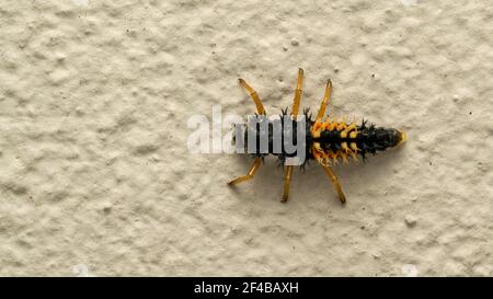 ladybug larva on the white stone Stock Photo