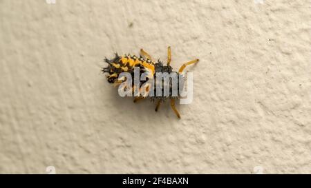 ladybug larva on the white stone Stock Photo