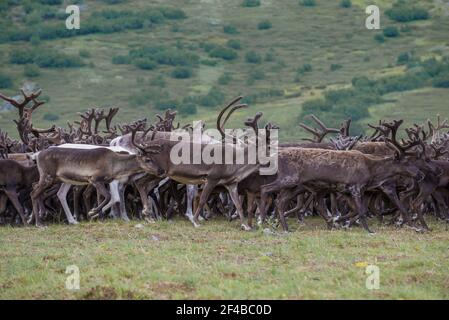 Running reindeer close up on a summer day. Yamal, Russia Stock Photo