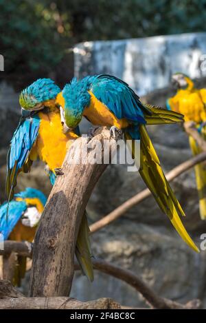 Two blue-yellow macaws (Ara ararauna) brushing each other's feathers Stock Photo