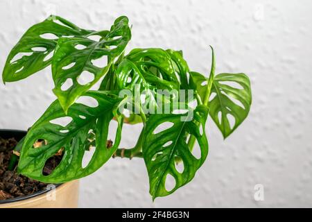micans lime philodendron Lemon Lime Vining Heartleaf Philodendron cordatum - Easy to Grow