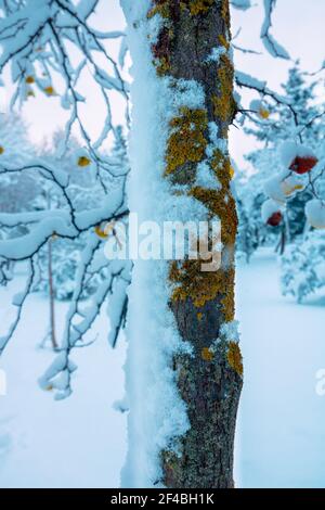 Moss and snow covered tree trunk in focus. Winter background photo. Snowy tree background photo. Stock Photo