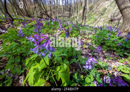 The flower of the Corydalis solida, the fumewort Stock Photo