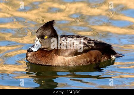 Tufted duck, female (Aythya fuligula) swimming on a lake in Dorset, UK Stock Photo