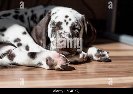 Beautiful small dog with closed eyed is sleeping on the floor, Dalmatian puppy dog.Puppy sleeps on the sun. Pet at home. Stock Photo