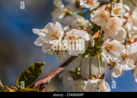 Branch of apple tree in summer in sunshine. Details of the flowers from the fruit tree. Several flowers in spring. Focus on white petals with flower Stock Photo