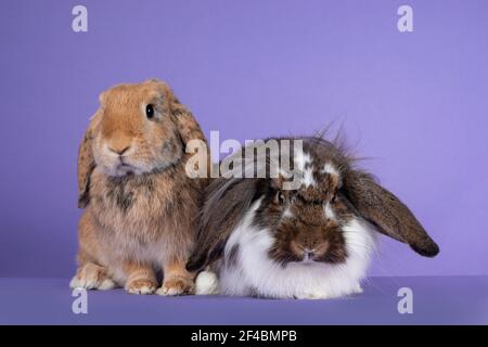 Two lop ear rabbits sitting together. Looking towards camera. Isolated on purple background. Stock Photo