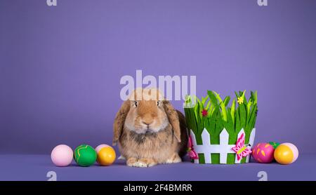 Cute brown rabbit, sitting inbetween Easter decoration. Isolated on purple background. Stock Photo