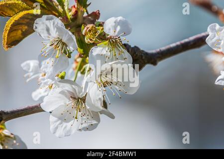 Apple blossoms in spring. Branch from fruit tree in sunshine. White flowers when open with reddish pistils, green flower stems and green leaves. Stock Photo