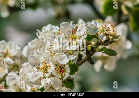 Open white flowers on a branch. Details of apple blossoms from a fruit tree. Branch from apple tree in spring sunshine. Flower with petals, pedicels, Stock Photo