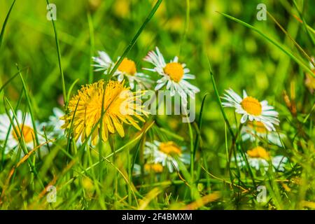 Meadow in the sunshine. Yellow flowers from common dandelions and white flowers from daisies among the green grasses. Petals in detail. Blades of gras Stock Photo