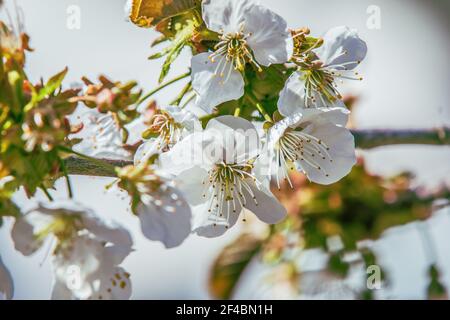 Details of several opened white flowers from an apple tree. Branch from fruit tree in springtime in sunshine. Pistils, petals and flower stems Stock Photo