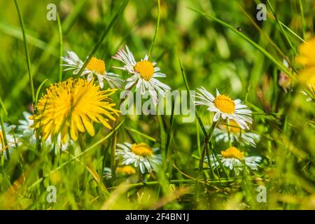 Green meadow in spring with sunshine. Common dandelions and daisies bloom among the grasses. White and yellow flowers of the wildflowers. Open flowers Stock Photo