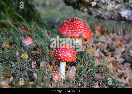 Amanita Muscaria / Fly Agaric fungus. Common in Europe in Autumn (Fall) it is known as Fly Agaric in the UK due to its ancient use as an insecticide. Stock Photo