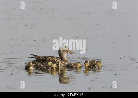 Gadwall female with young chicks Anas strepera Lackford lakes Suffolk, UK BI021128 Stock Photo