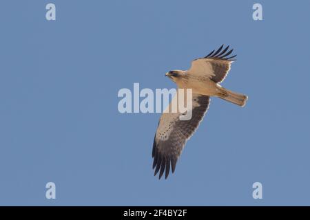Light morph booted eagle Stock Photo