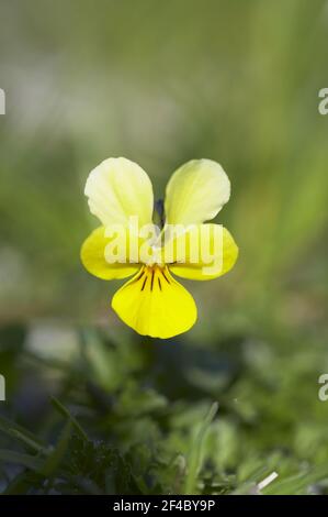 Seaside Pansy (subsp of Mountain Pansy) Viola lutea curtissi  Machair of South Uist Outer Hebrides Scotland, UK PL001954 Stock Photo