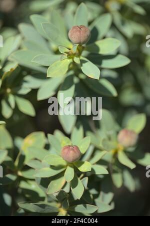 Euphorbia Balsamifera, Balsam Spurge Is A Flowering Plant In The Spurge 