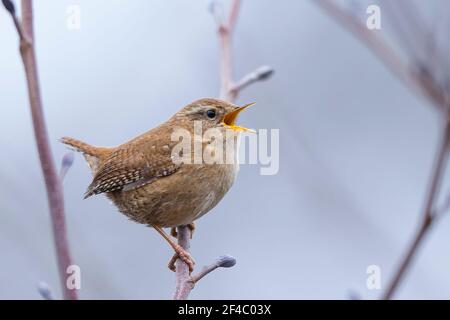 Kidderminster, UK. 20th March. 2021. UK weather: even though it's a cool, cloudy, drizzly day, the local wildlife seems to know the start of spring is officially here today. This little wren (Troglodytes troglodytes) is in full song whilst perched on a tree branch. Credit: Lee Hudson/Alamy Live News Stock Photo