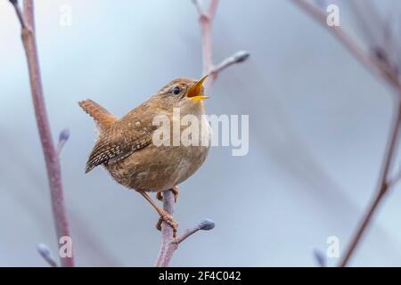 Kidderminster, UK. 20th March. 2021. UK weather: even though it's a cool, cloudy, drizzly day, the local wildlife seems to know the start of spring is officially here today. This little wren is in full song while perched on a tree branch. Credit: Lee Hudson/Alamy Live News Stock Photo