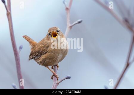 Kidderminster, UK. 20th March. 2021. UK weather: even though it's a cool, cloudy, drizzly day, the local wildlife seems to know the start of spring is officially here today. This little wren is in full song, beak open wide, whilst perched on a tree branch. Credit: Lee Hudson/Alamy Live News Stock Photo