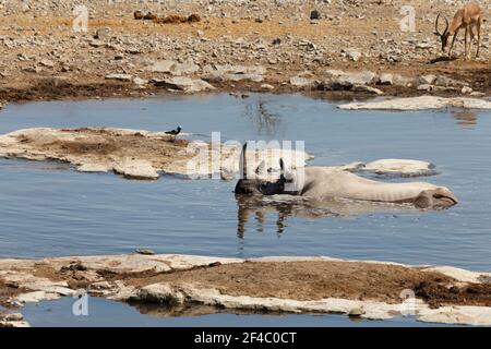 Black Rhino bathing in a waterhole, a bird and a Springbok, Etosha National Park, Namibia, Africa Stock Photo