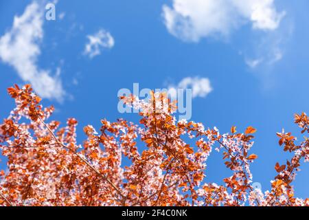 Cherry plum blossoms and copper-red leaves border the lower edge of a blue sky with white clouds in Italy, leaving open copy space above. Stock Photo
