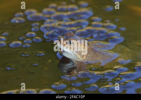 Common Frog - with frogspawn in pondRana temporaria Essex, UK RE000230 Stock Photo