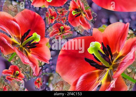 An art concept image depicting whirling Tulips dancing in the rain Stock Photo