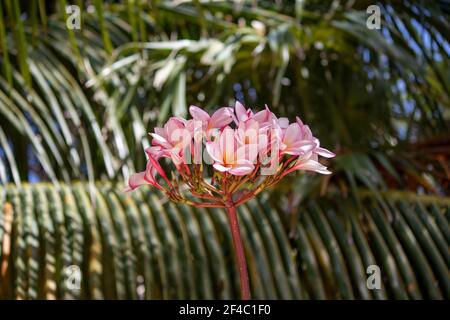 Plumeria (aka red frangipani) flowers in Mexico Stock Photo