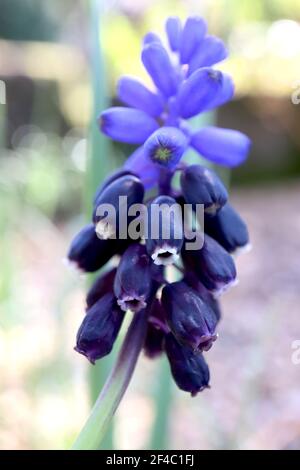 Muscari latifolium Broad-leaved grape hyacinth - tiny urn-shaped bright blue and indigo blue flowers, March, England, UK