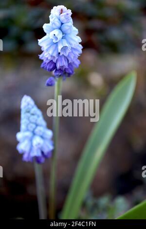 Muscari azureum azure grape hyacinth - tiny urn-shaped pale blue flowers with blue stripes,  March, England, UK Stock Photo