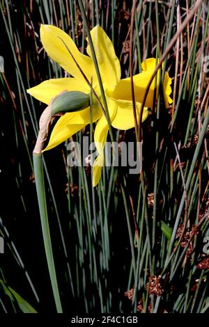 Narcissus ‘Peeping Tom’  Division 6 Cyclamineus Daffodils Peeping Tom daffodil - yellow petals and long yellow trumpet,  March, England, UK Stock Photo