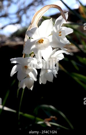 Narcissus ‘Inbal’ / Daffodil Inbal Division 8 Tazetta Daffodils Multi-headed highly scented white daffodils with small cup, March, England, UK Stock Photo